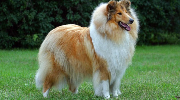 redevet Collie