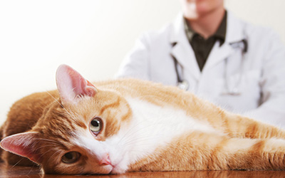 redevet Curso medicina felinos