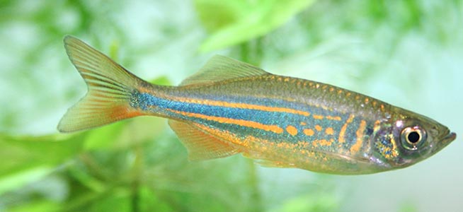 redevet DANIO AEQUIPINNATUS peixe 