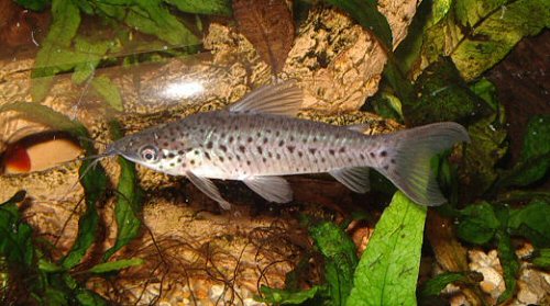 redevet DIANEMA LONGIBARBIS dianema peixe