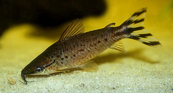 redevet DIANEMA UROSTRIATA peixe