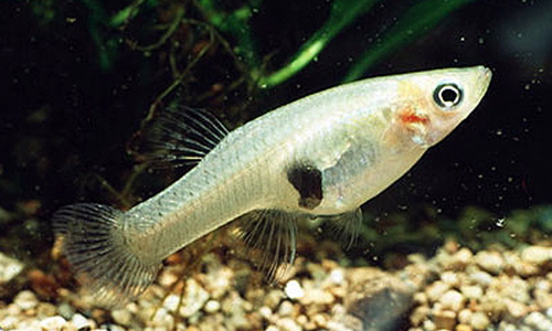 redevet GAMBUSIA AFFINIS gambusia peixe