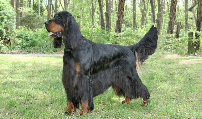redevet Gordon Setter