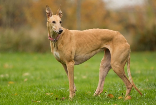 redevet Greyhound