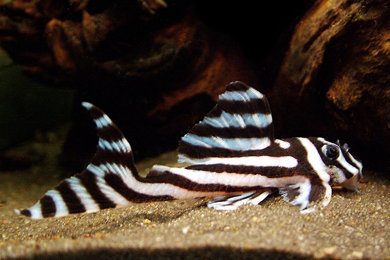 redevet HYPANCISTRUS ZEBRA peixe 