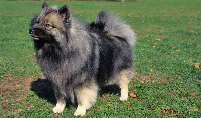 redevet Keeshond