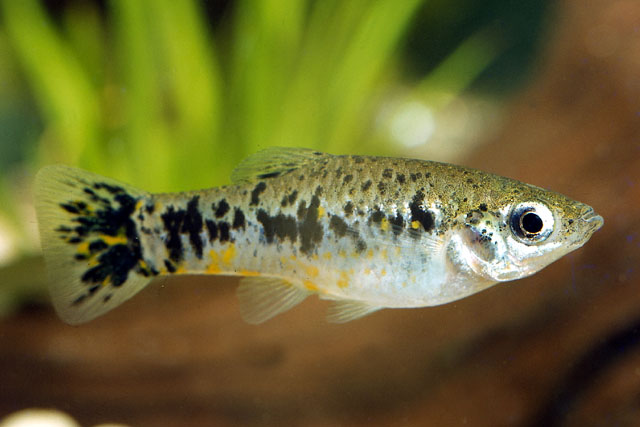 redevet LIMIA VITTATA limia peixe
