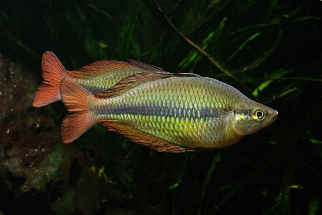 redevet M herbertaxelrodi peixearcoiris peixe
