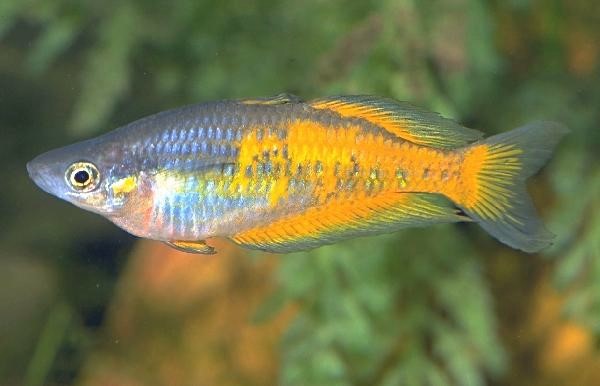 redevet M parkinsoni peixe