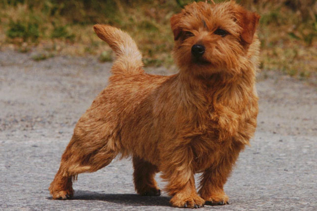 redevet Norfolk Terrier