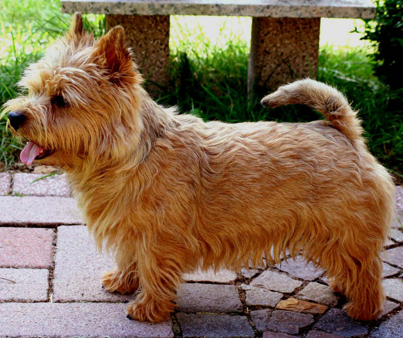 redevet Norwich terrier