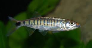 redevet OPSARISIUM CHRYSTYI peixe