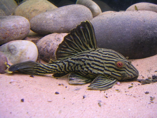 redevet PANAQUE NIGROLINEATUS peixe 