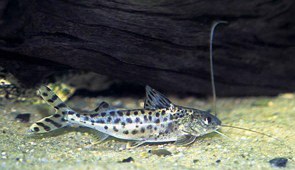 redevet PIMELODUS PICTUS peixe