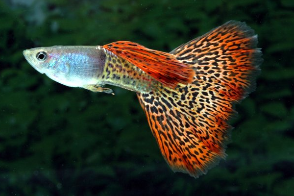 redevet POECILIA RETICULATA Lebiste peixe