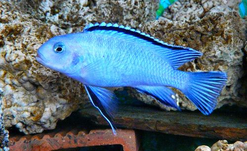 redevet PSEUDOTROPHEUS SOCOLOFI peixe 