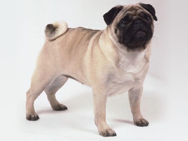 redevet Pug
