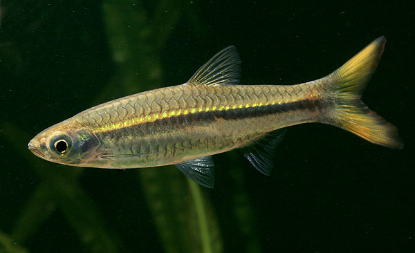 redevet Rasbora peixe