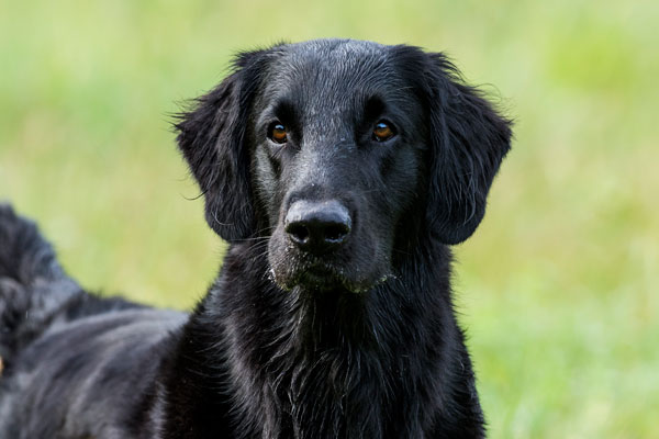 redevet Retriever pelo liso