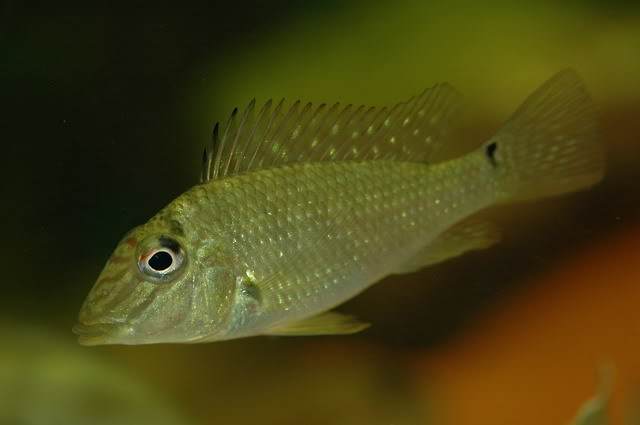 redevet SATANOPERCA ACUTICEPS peixe 