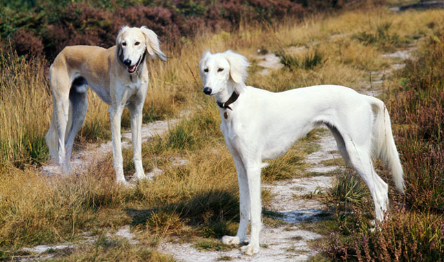 redevet Saluki
