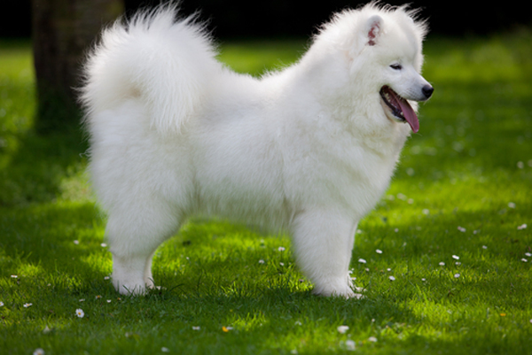 redevet Samoyed