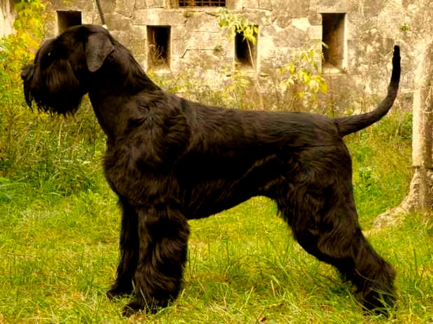 redevet Schnauzer gigante