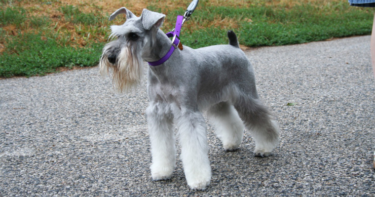 redevet Schnauzer miniatura