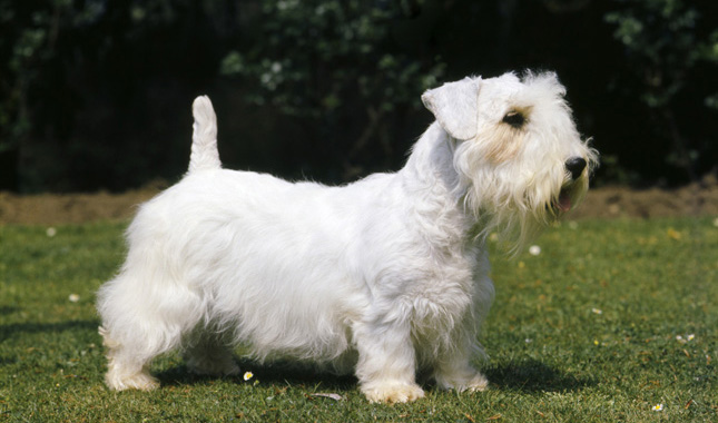 redevet Sealyham terrier