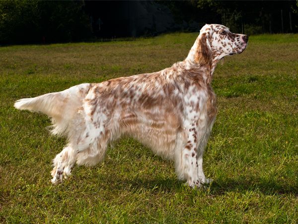 redevet Setter ingles