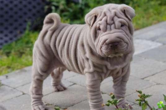 redevet Shar pei
