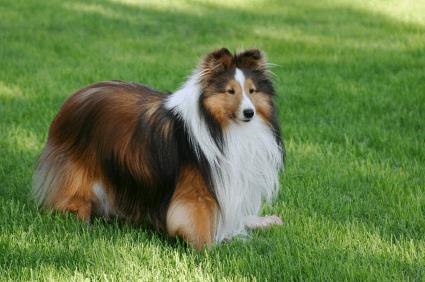 redevet Shetland Sheepdog