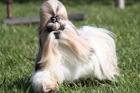 redevet Shih tzu