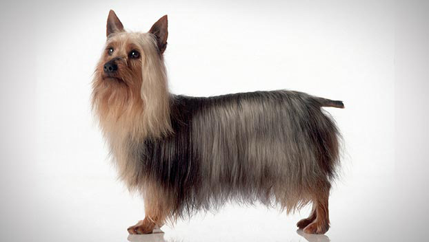 redevet Silky terrier