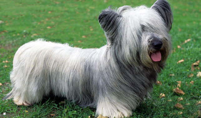 redevet SkyeTerrier