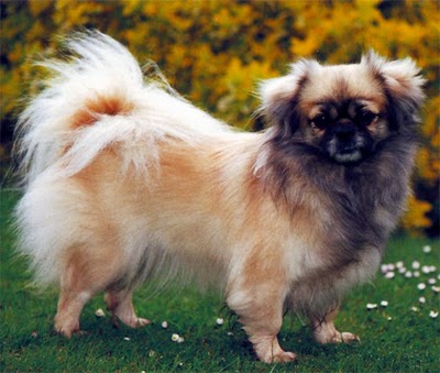 redevet Spaniel tibetano