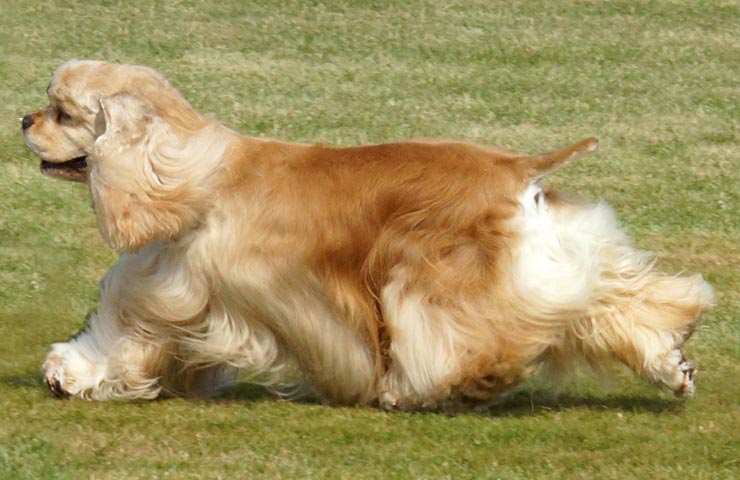 redevet SpanielAmericanCocker