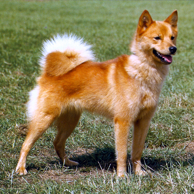 redevet Spitz finlandes