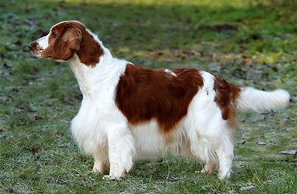 redevet Springer spaniel gales
