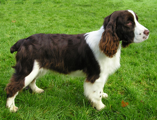 redevet Springer spaniel ingles