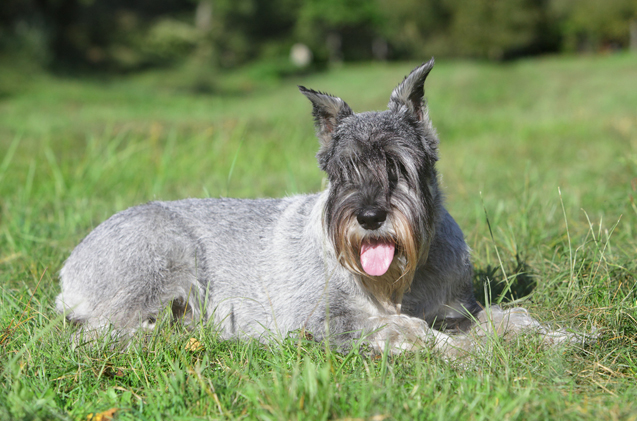redevet Standard schnauzer