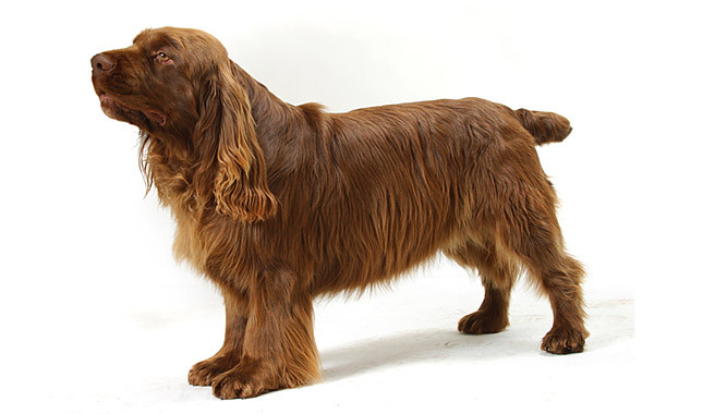 redevet Sussex Spaniel