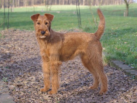 redevet TerrierIrlandes