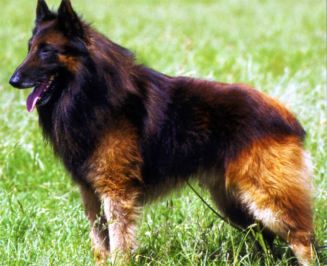 redevet TerveurenBelga