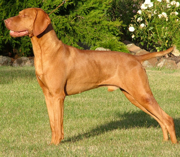 redevet Vizsla