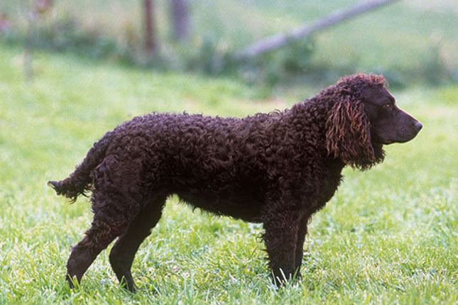 redevet WaterSpanielAmerican