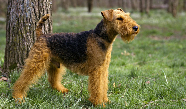 redevet Welsh terrier