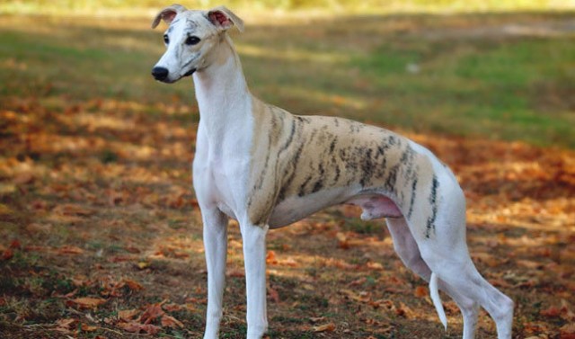 redevet Whippet