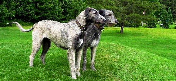 redevet Wolfhound Irlandes