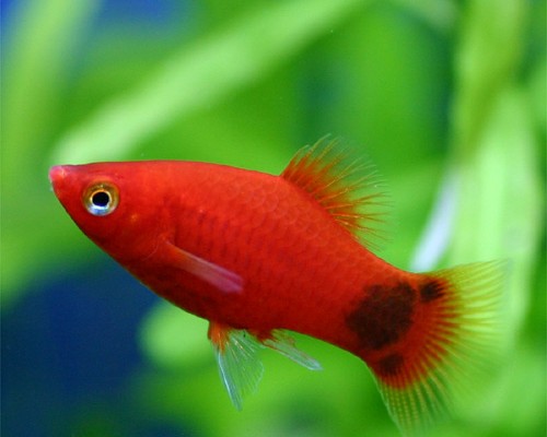 redevet XIPHOPHORUS MACULATUS peixe